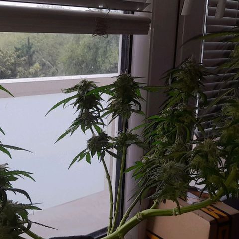 White Widow Auto RQS growlog photo: Day 80
