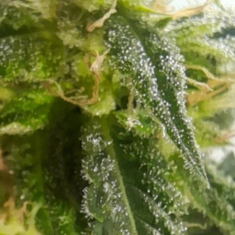 White Widow Auto RQS growlog timeline photo