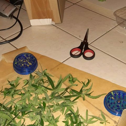 White Widow Auto RQS growlog photo: Wet trimming