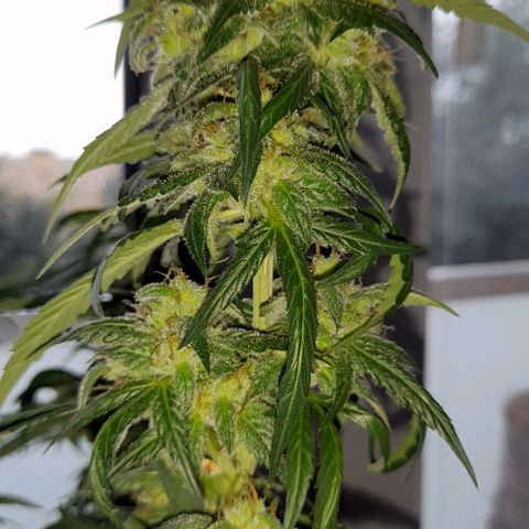 White Widow Auto RQS growlog timeline photo