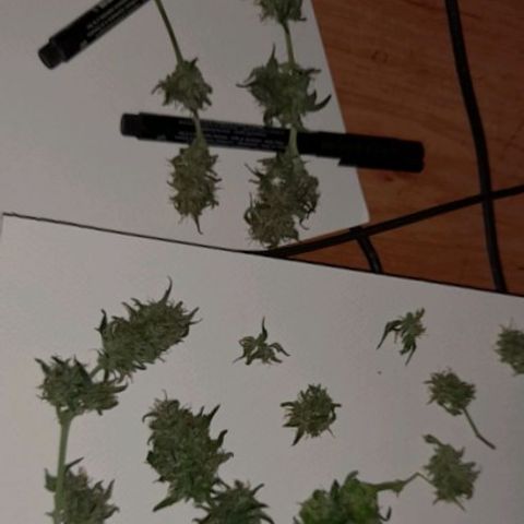 White Widow Auto RQS growlog timeline photo