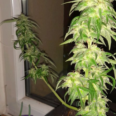 White Widow Auto RQS growlog timeline photo