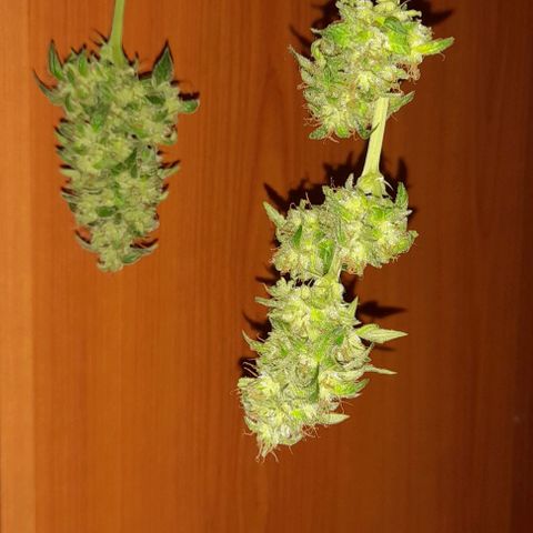 White Widow Auto RQS growlog timeline photo