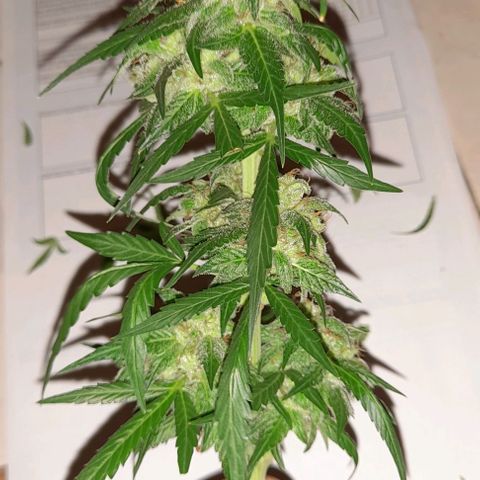 White Widow Auto RQS growlog timeline photo