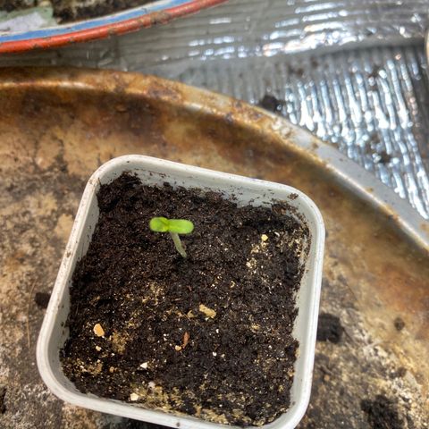 Cherry Cosmo growlog timeline photo