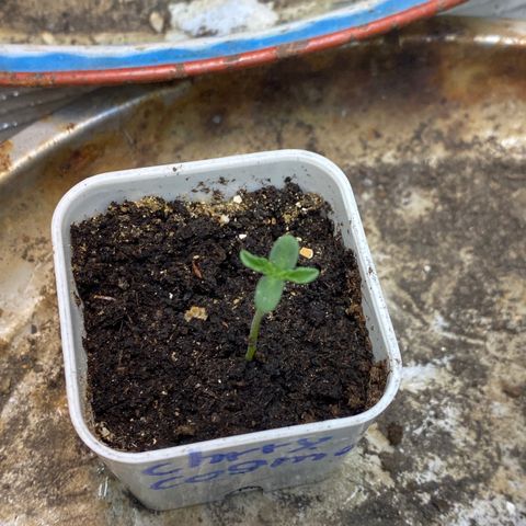 Cherry Cosmo growlog timeline photo