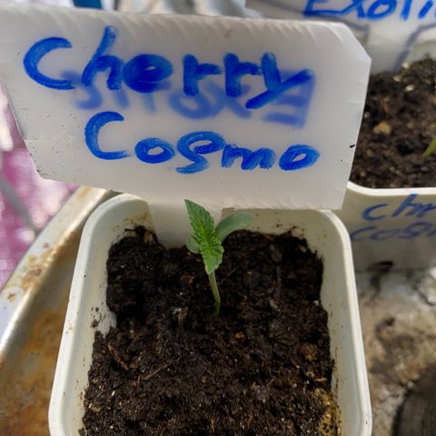 Cherry Cosmo growlog timeline photo