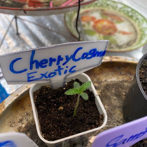 Cherry Cosmo growlog timeline photo