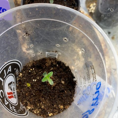 Cherry Cosmo growlog timeline photo