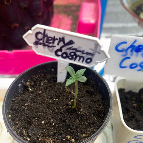 Cherry Cosmo growlog timeline photo
