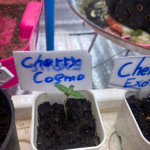 Cherry Cosmo growlog timeline photo