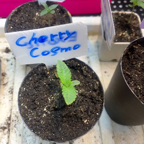 Cherry Cosmo growlog timeline photo
