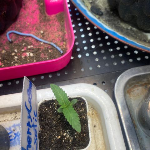 Cherry Cosmo growlog timeline photo