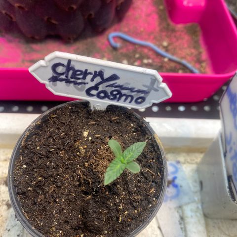 Cherry Cosmo growlog timeline photo