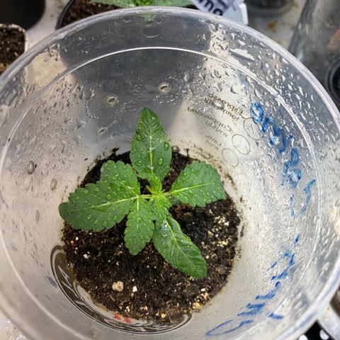 Cherry Cosmo growlog timeline photo