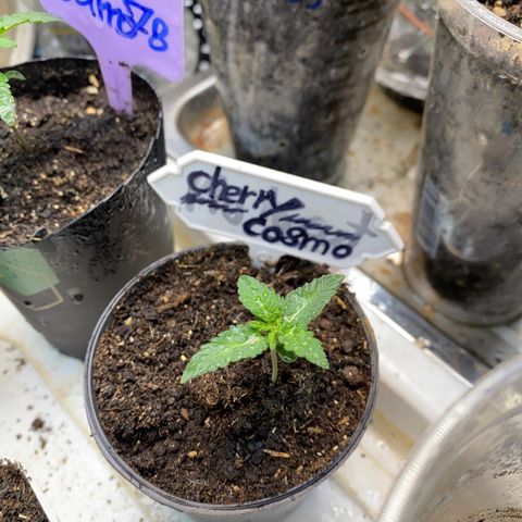 Cherry Cosmo growlog timeline photo