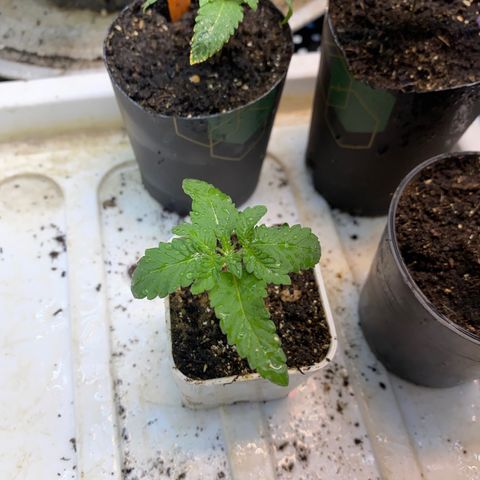 Cherry Cosmo growlog timeline photo