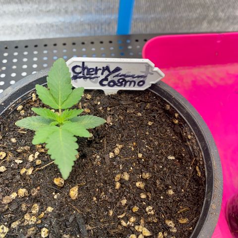 Cherry Cosmo growlog timeline photo