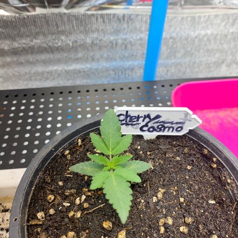 Cherry Cosmo growlog timeline photo
