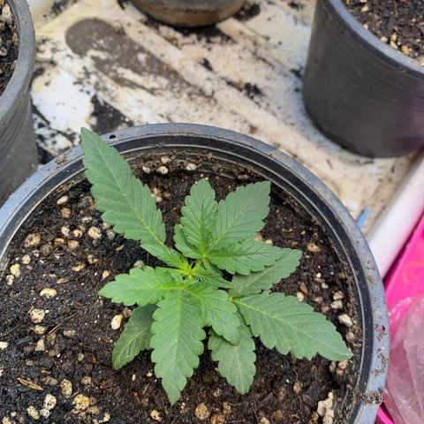 Cherry Cosmo growlog timeline photo