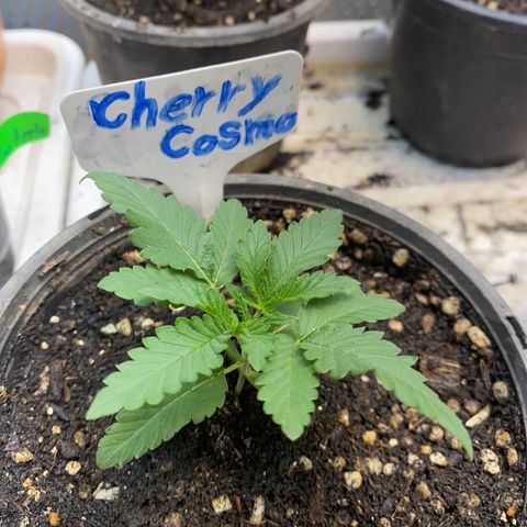 Cherry Cosmo growlog timeline photo
