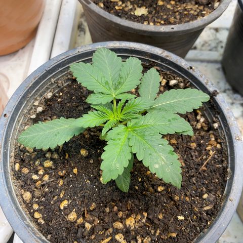 Cherry Cosmo growlog timeline photo