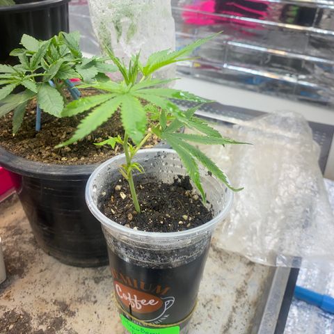 Straw berry temple growlog timeline photo