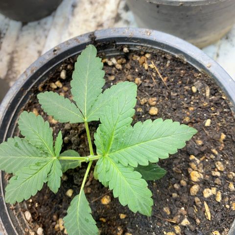 Cherry Cosmo growlog photo: Top