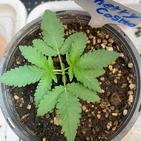 Cherry Cosmo growlog photo: Top