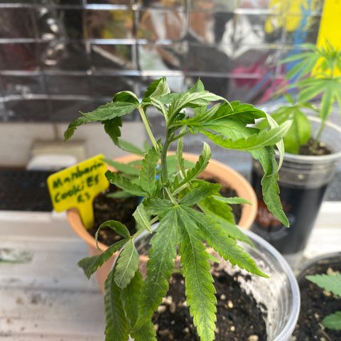 Purple pine apple growlog timeline photo