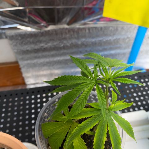 Straw berry temple growlog timeline photo