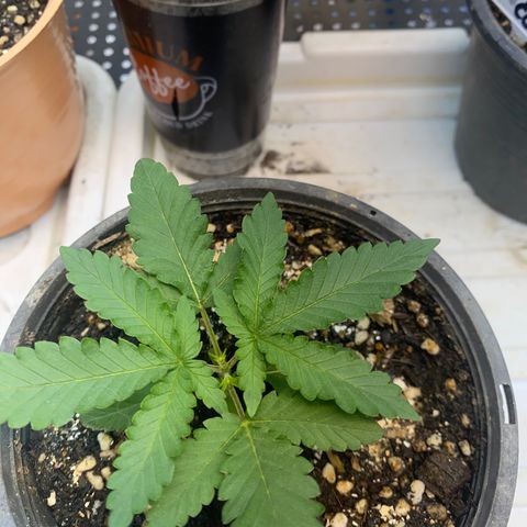Cherry Cosmo growlog timeline photo