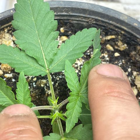 Cherry Cosmo growlog timeline photo