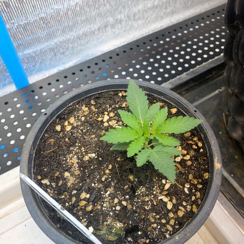 Cherry Cosmo growlog timeline photo