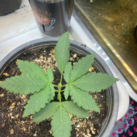 Cherry Cosmo growlog timeline photo