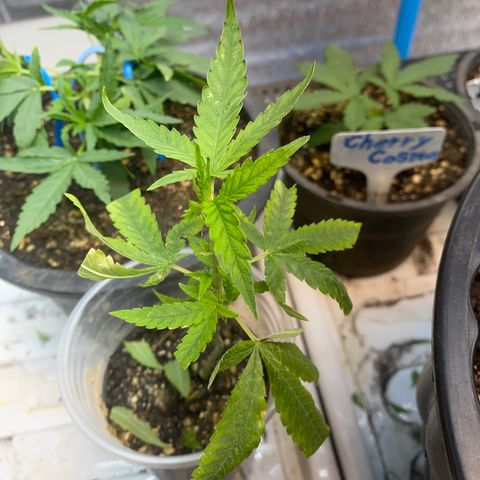 Purple pine apple growlog timeline photo