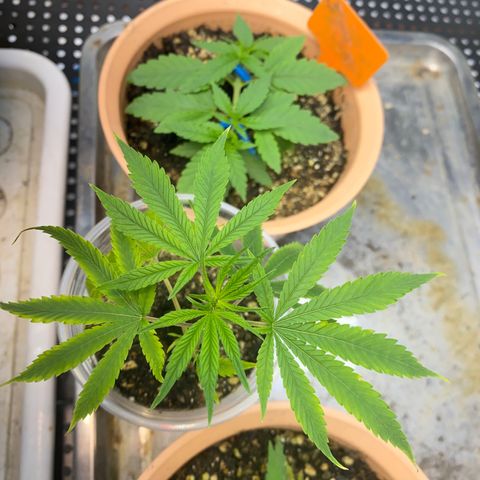 Straw berry temple growlog timeline photo