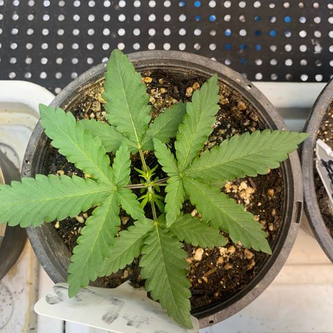 Cherry Cosmo growlog timeline photo