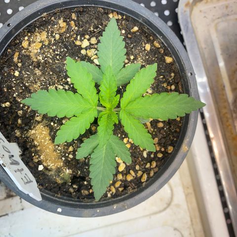 Cherry Cosmo growlog timeline photo