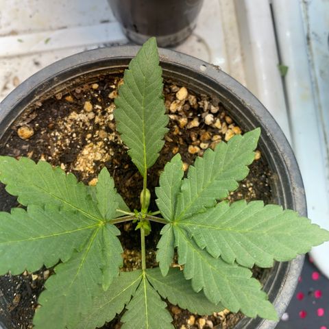 Cherry Cosmo growlog timeline photo