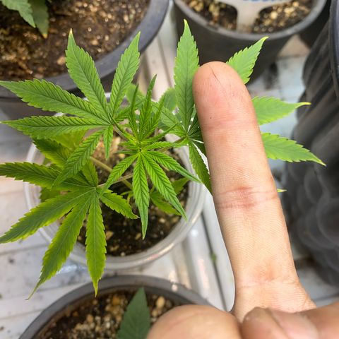 Straw berry temple growlog timeline photo