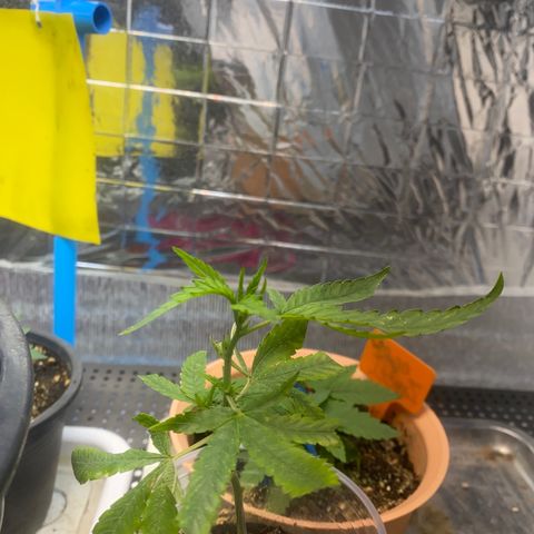 Purple pine apple growlog timeline photo