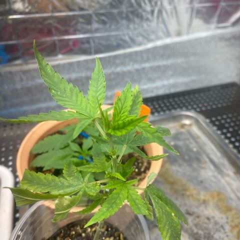Purple pine apple growlog timeline photo