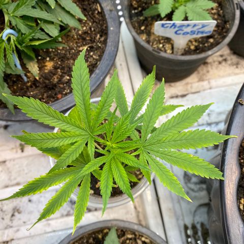 Straw berry temple growlog timeline photo