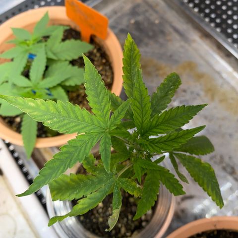 Purple pine apple growlog timeline photo