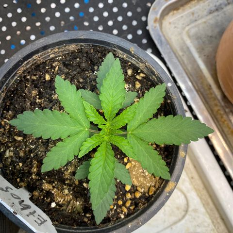 Cherry Cosmo growlog timeline photo