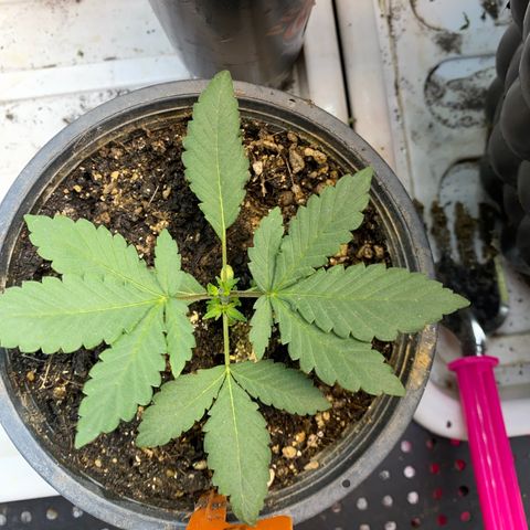 Cherry Cosmo growlog timeline photo