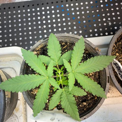 Cherry Cosmo growlog timeline photo