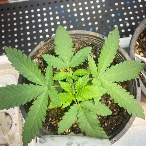 Cherry Cosmo growlog timeline photo