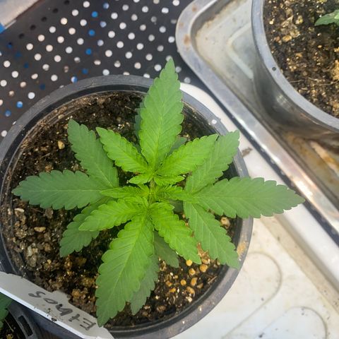 Cherry Cosmo growlog timeline photo